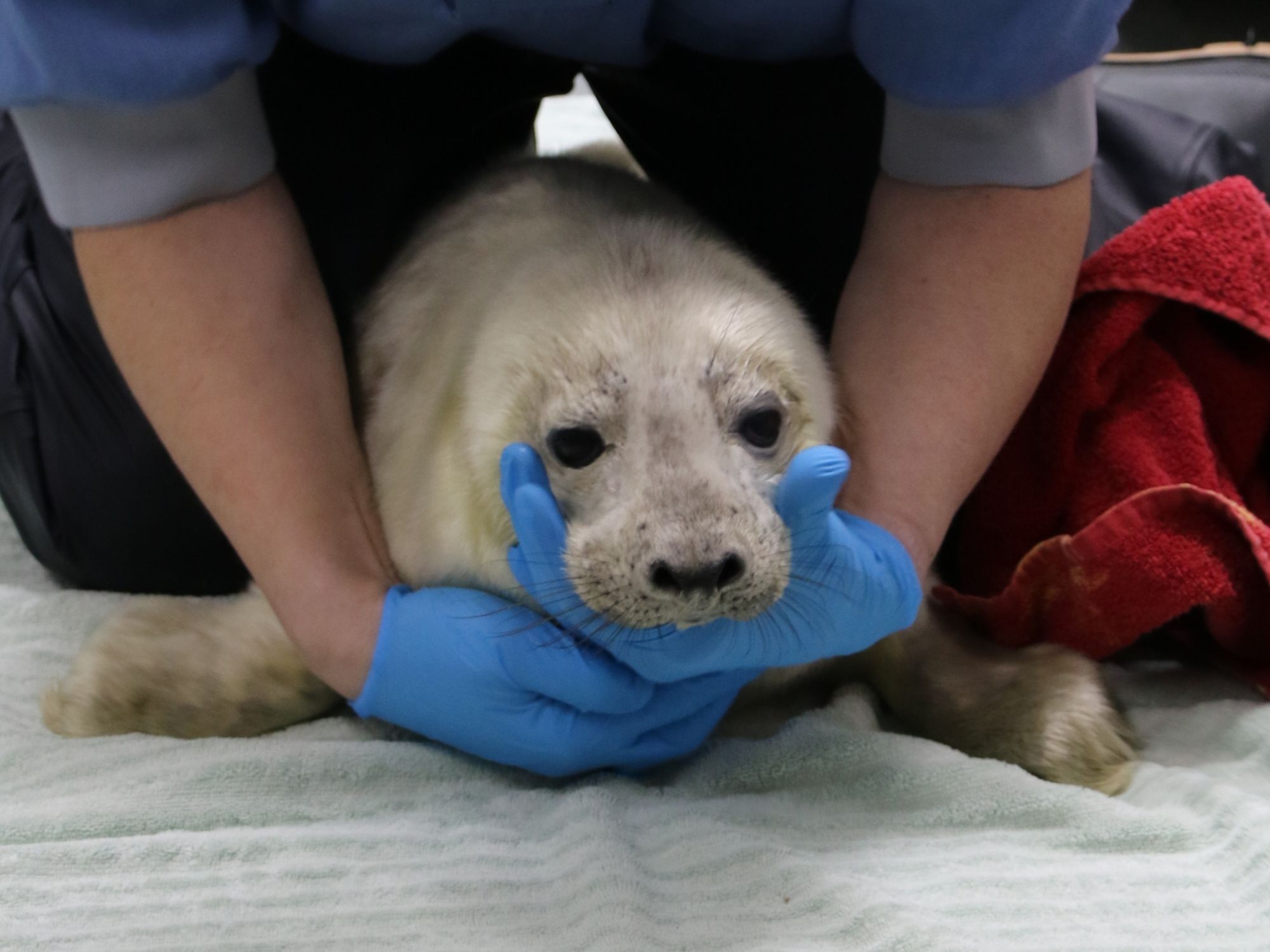 Zeehond Willem