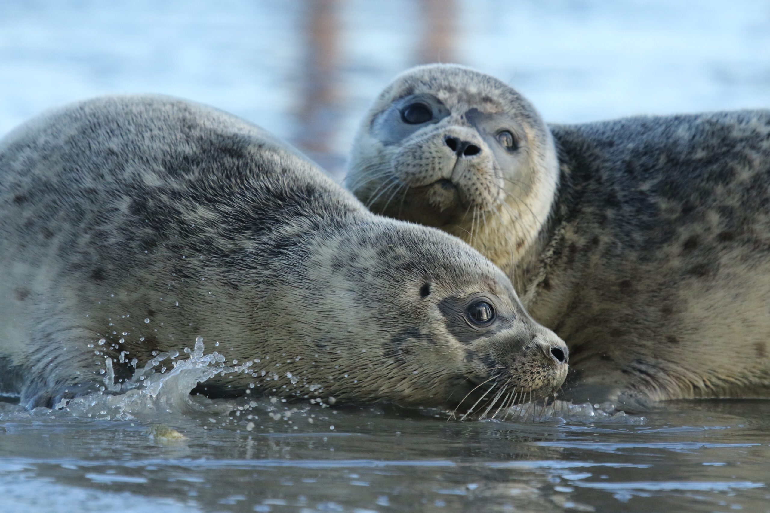 True seals (Phocidae) - Sealcentre Pieterburen