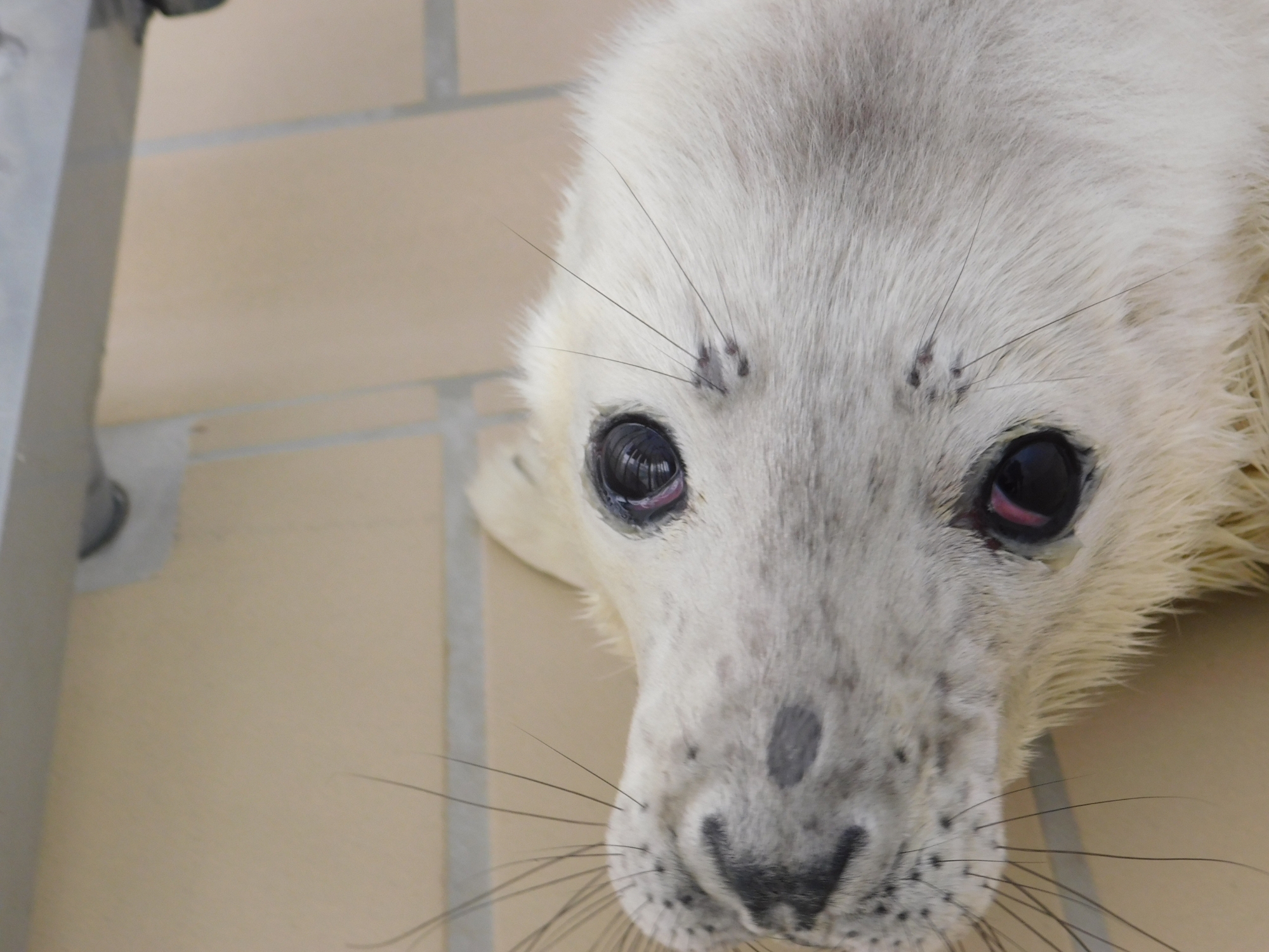 Zeehond Willem